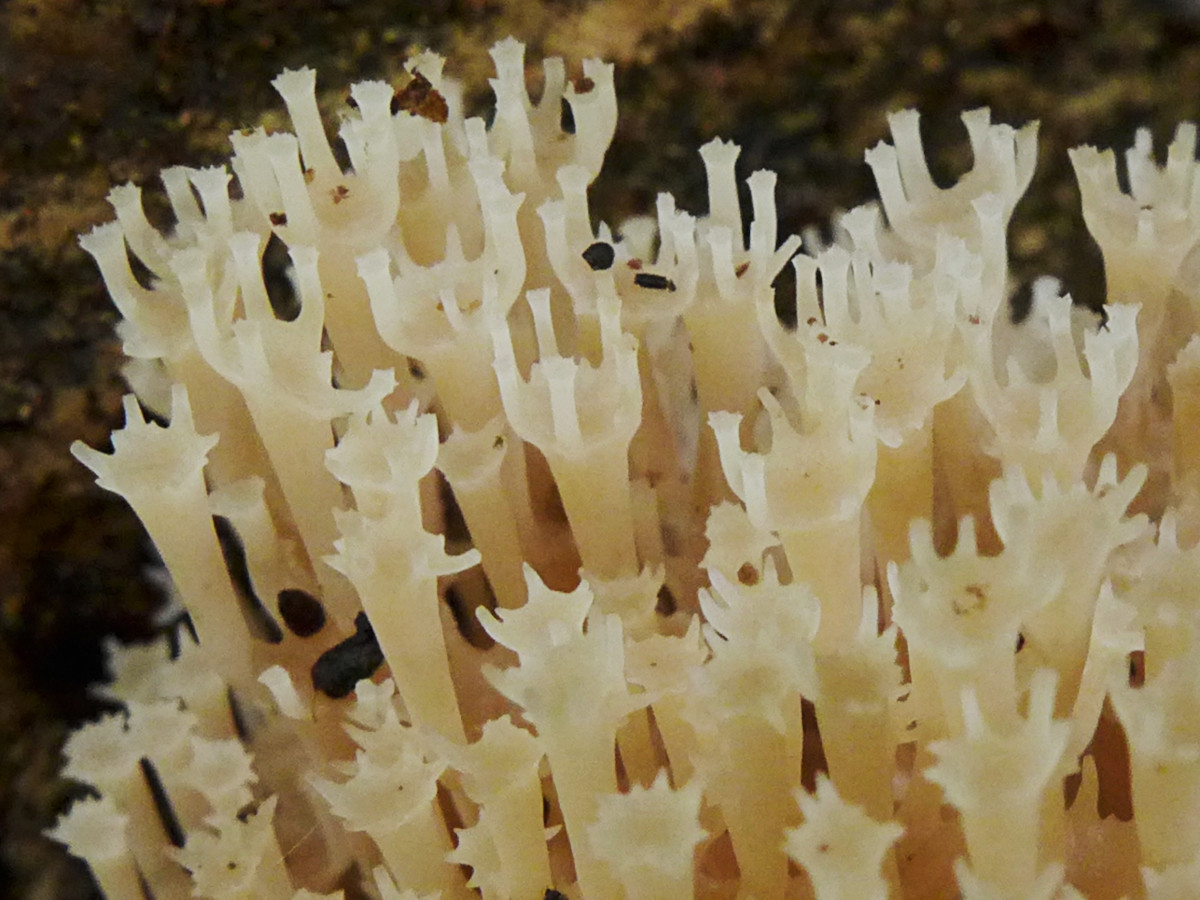 Artomyces pyxidatus-b_Oktober 2017.jpg