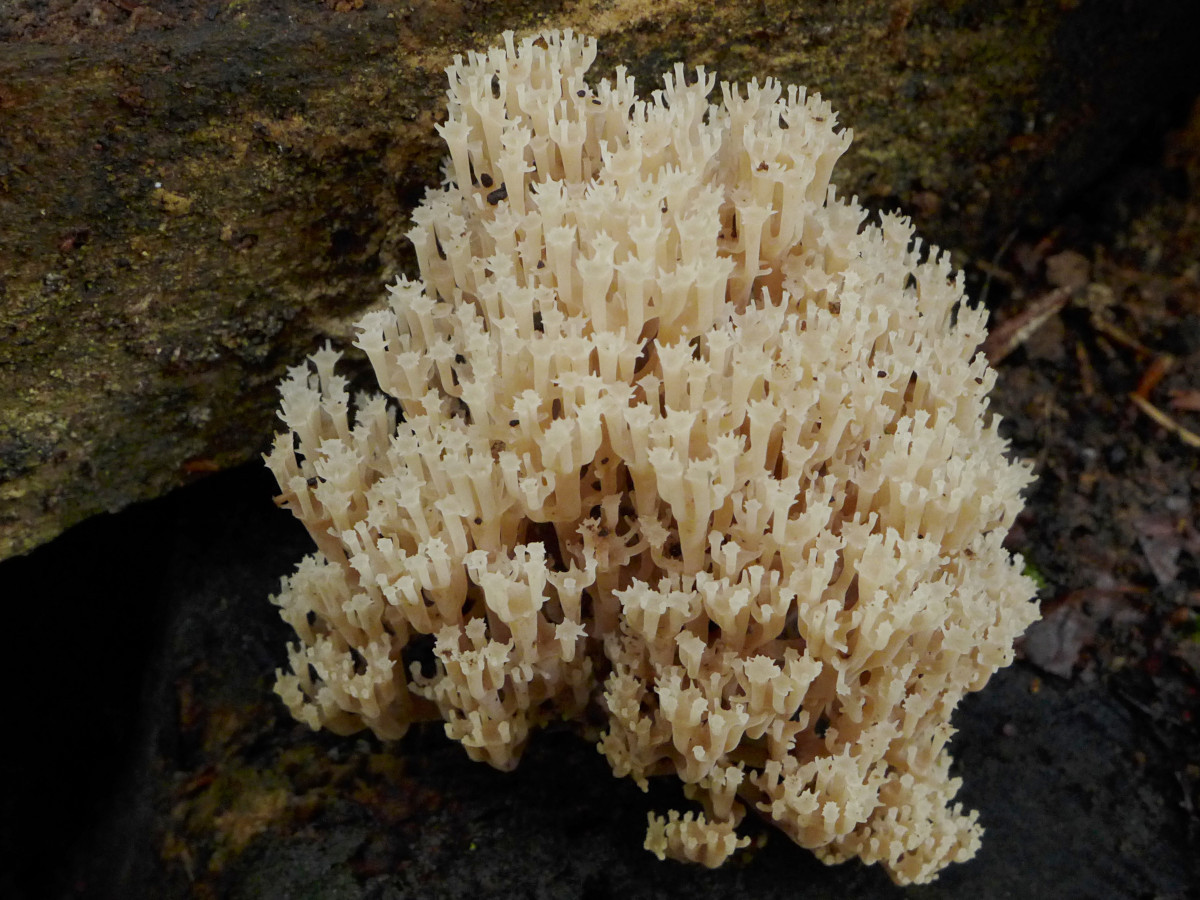 Artomyces pyxidatus-a_Oktober 2017.jpg