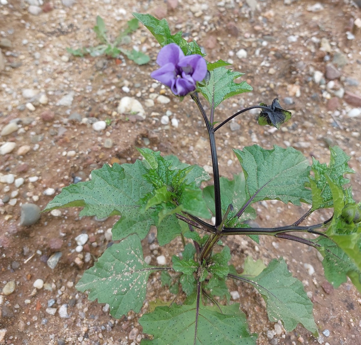 2025-10-03-13-23-47-642.jpg (1.3 MiB) 2623 mal betrachtet 2025-10-03-13-23-47-642.jpg