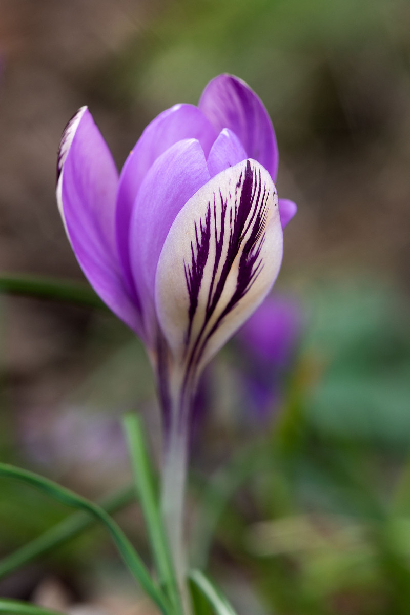 12_Crocus corsicus_9810.jpg