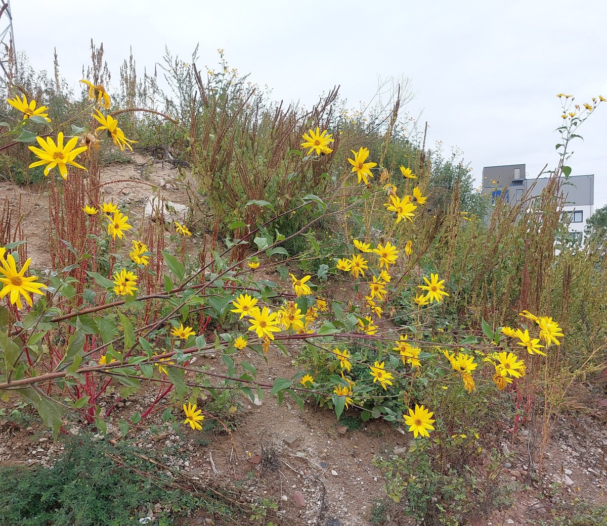 2025-10-03-13-24-03-876.jpg (2.11 MiB) 2990 mal betrachtet 2025-10-03-13-24-03-876.jpg