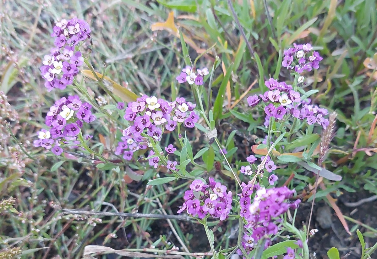 2025-10-07-17-32-31-344.jpg (992.78 KiB) 2990 mal betrachtet 2025-10-07-17-32-31-344.jpg