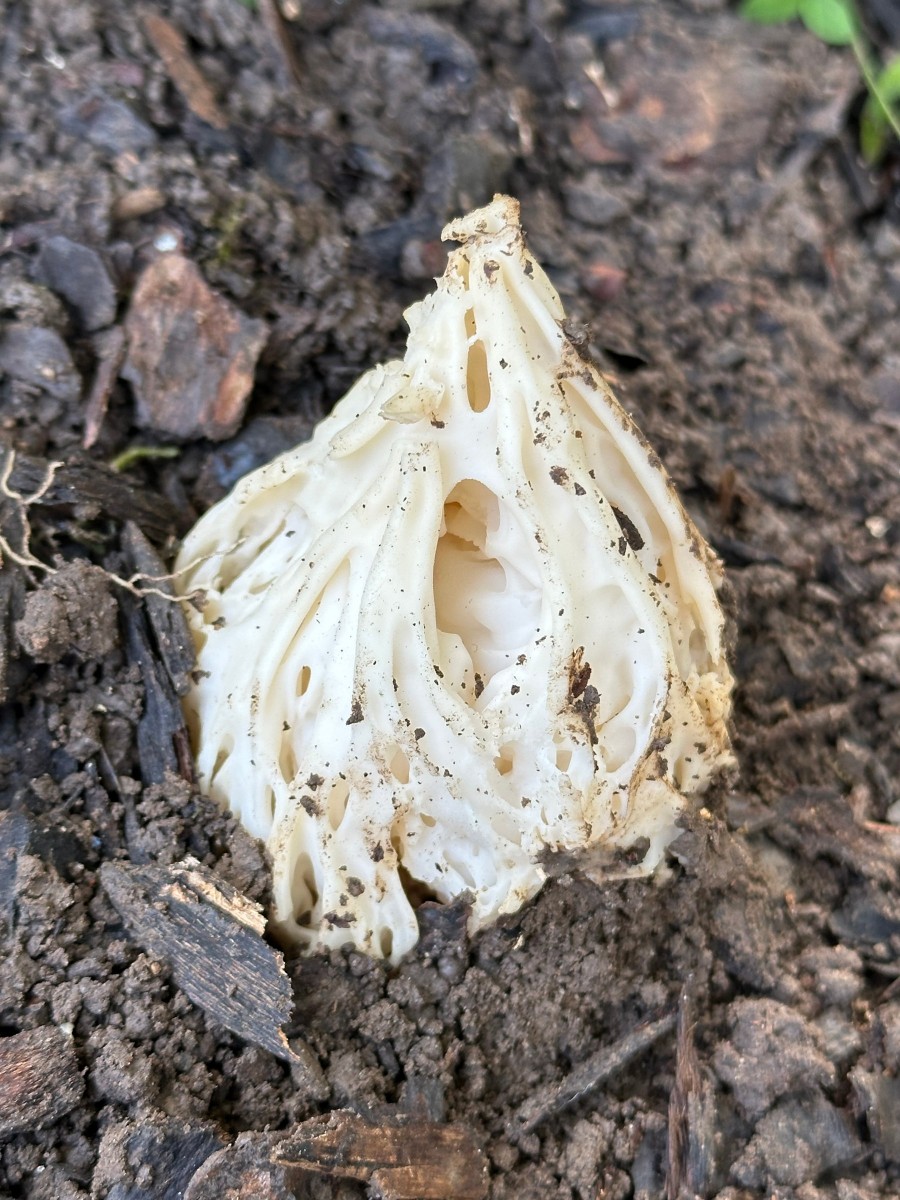 Alienpilz GartenWe25 I03.JPG