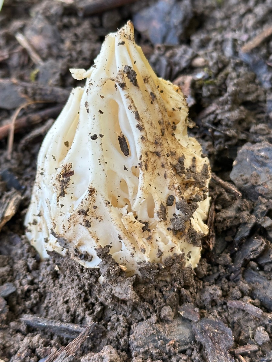 Alienpilz GartenWe25 I04.JPG