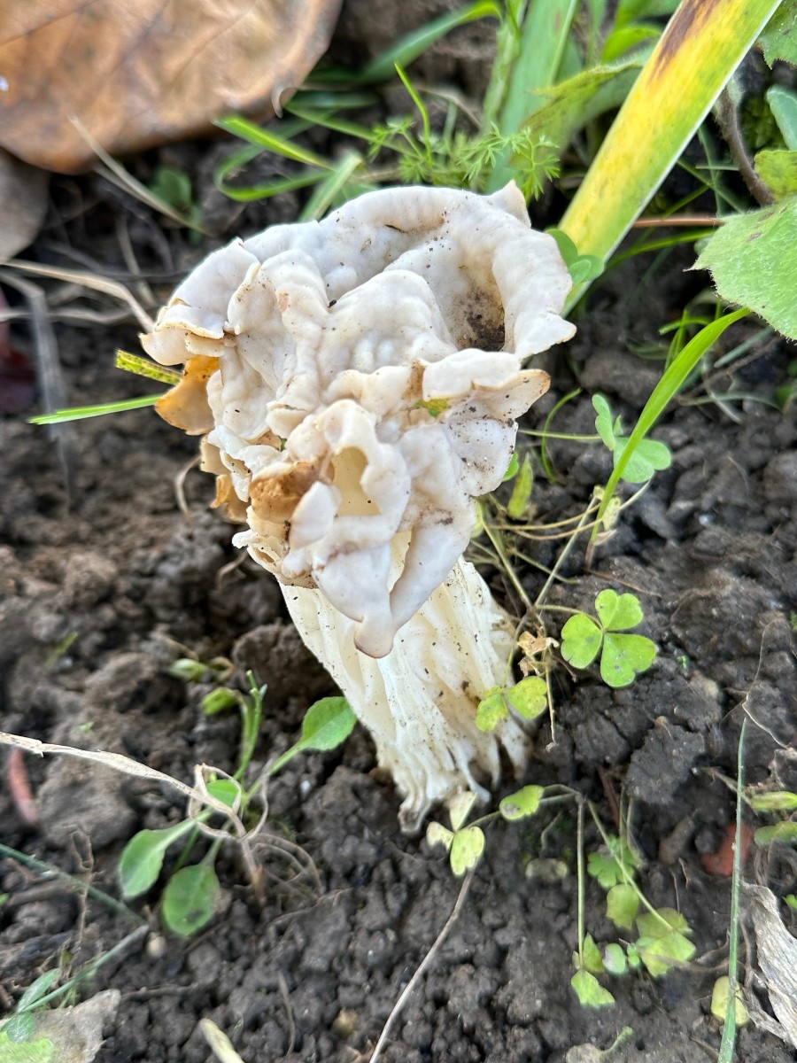 Alienpilz GartenWe25 I05.JPG