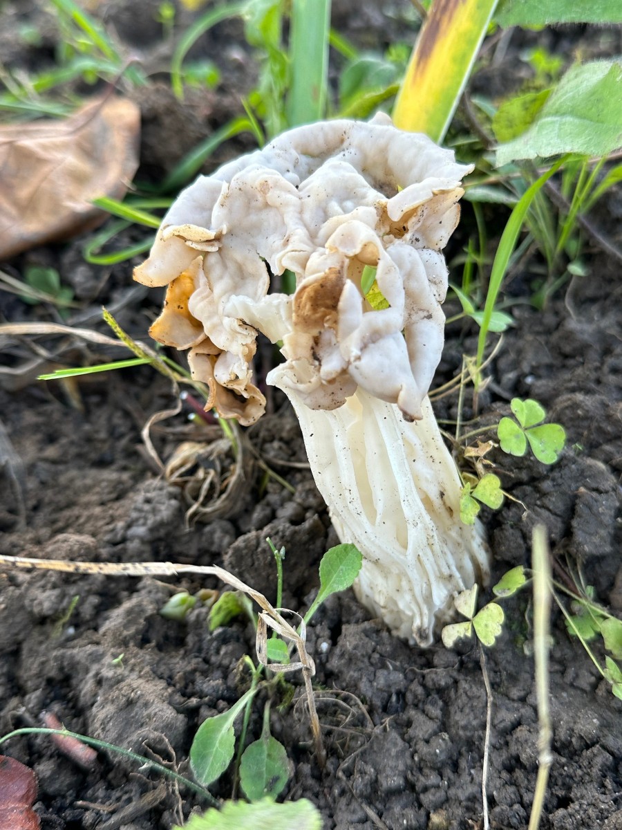 Alienpilz GartenWe25 I06.JPG