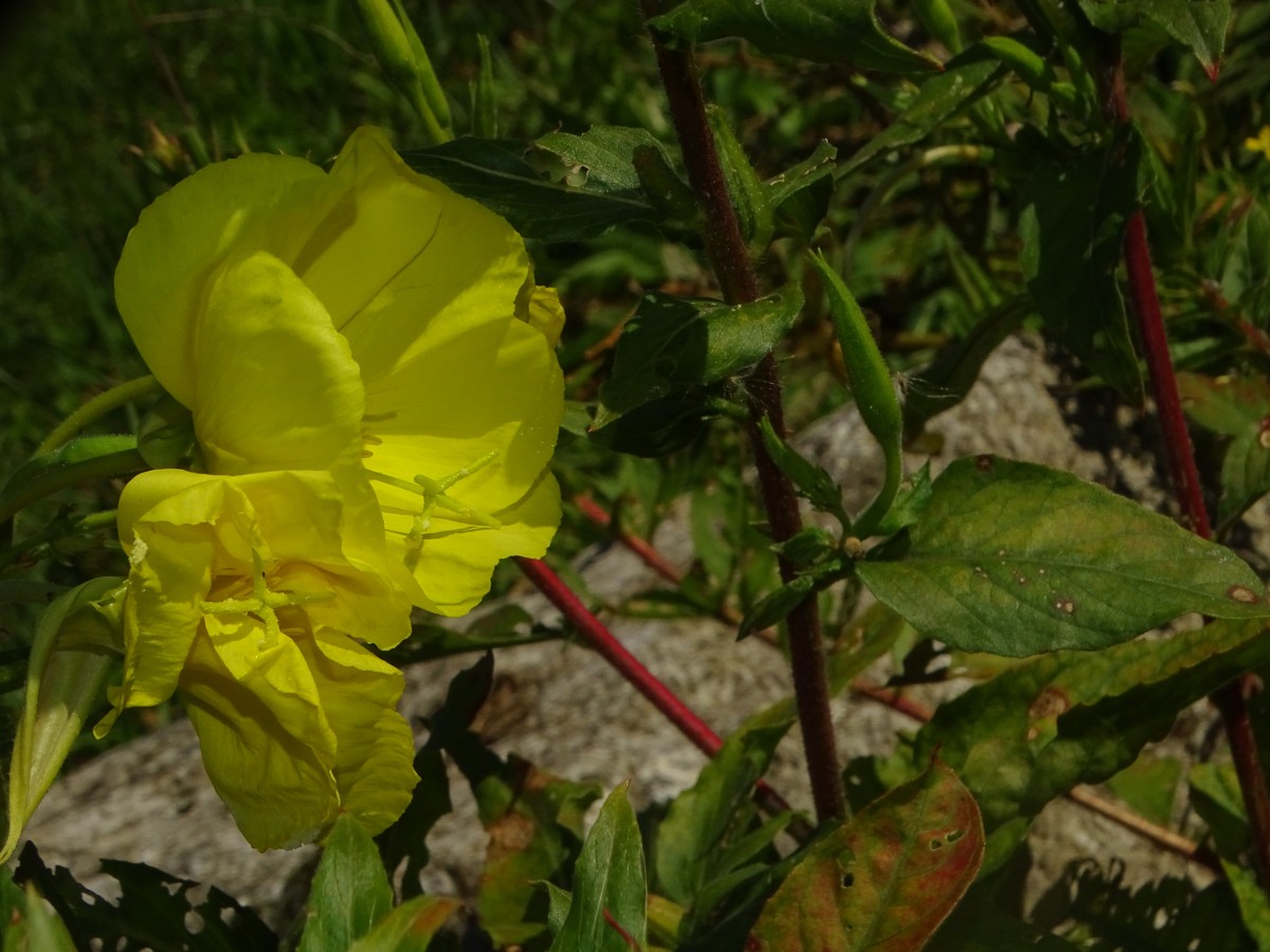 DSC00132.JPG