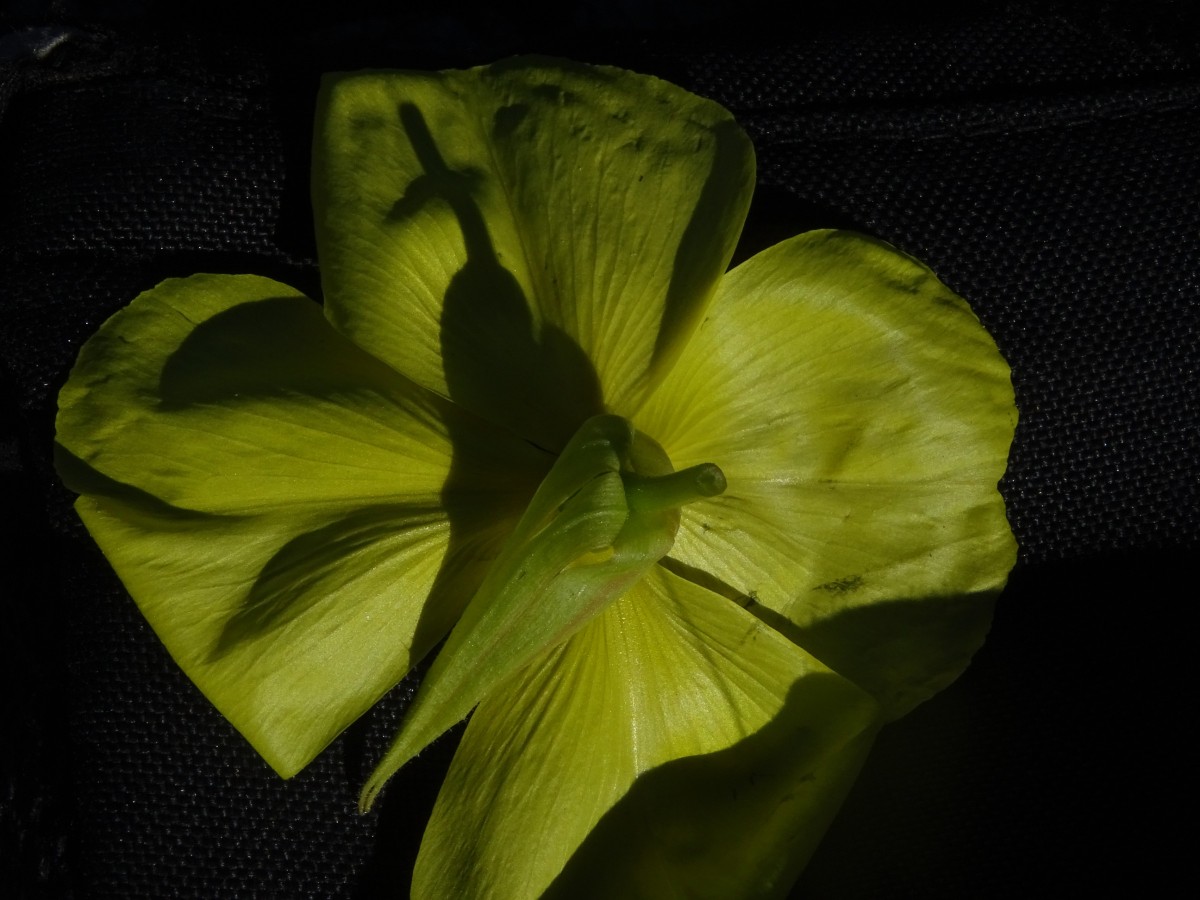 DSC00134.JPG