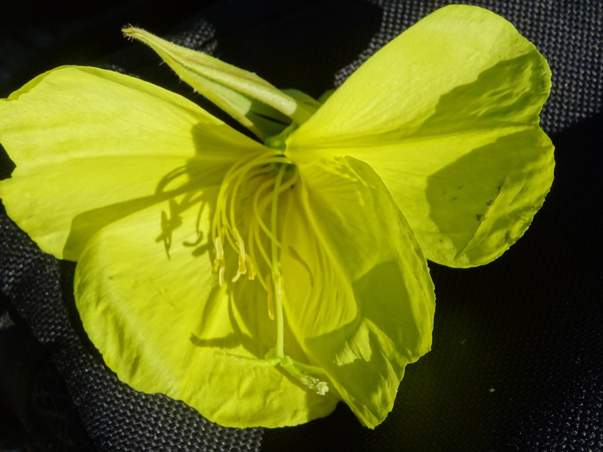 DSC00135.JPG