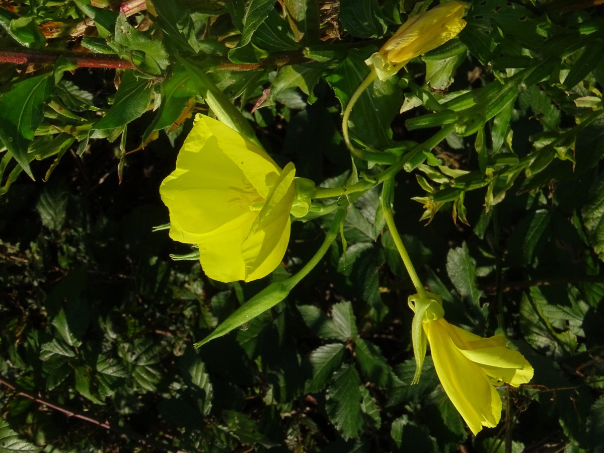 DSC00138.JPG