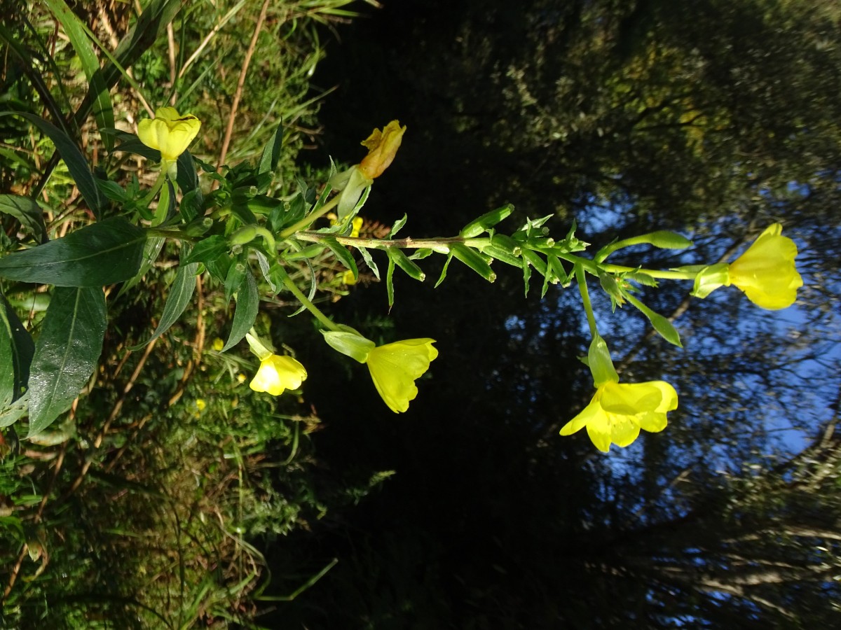 Oenothera stuchii (1).JPG