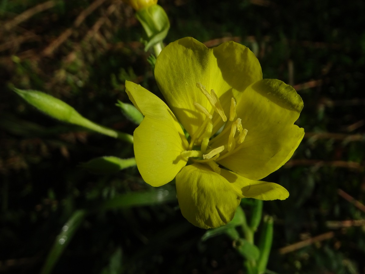 Oenothera stuchii (2).JPG