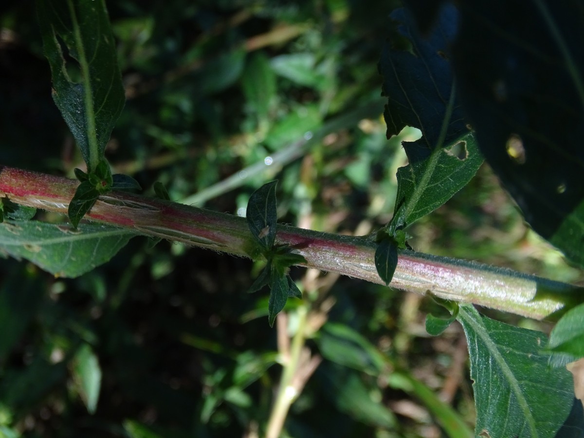 Oenothera stuchii (4).JPG