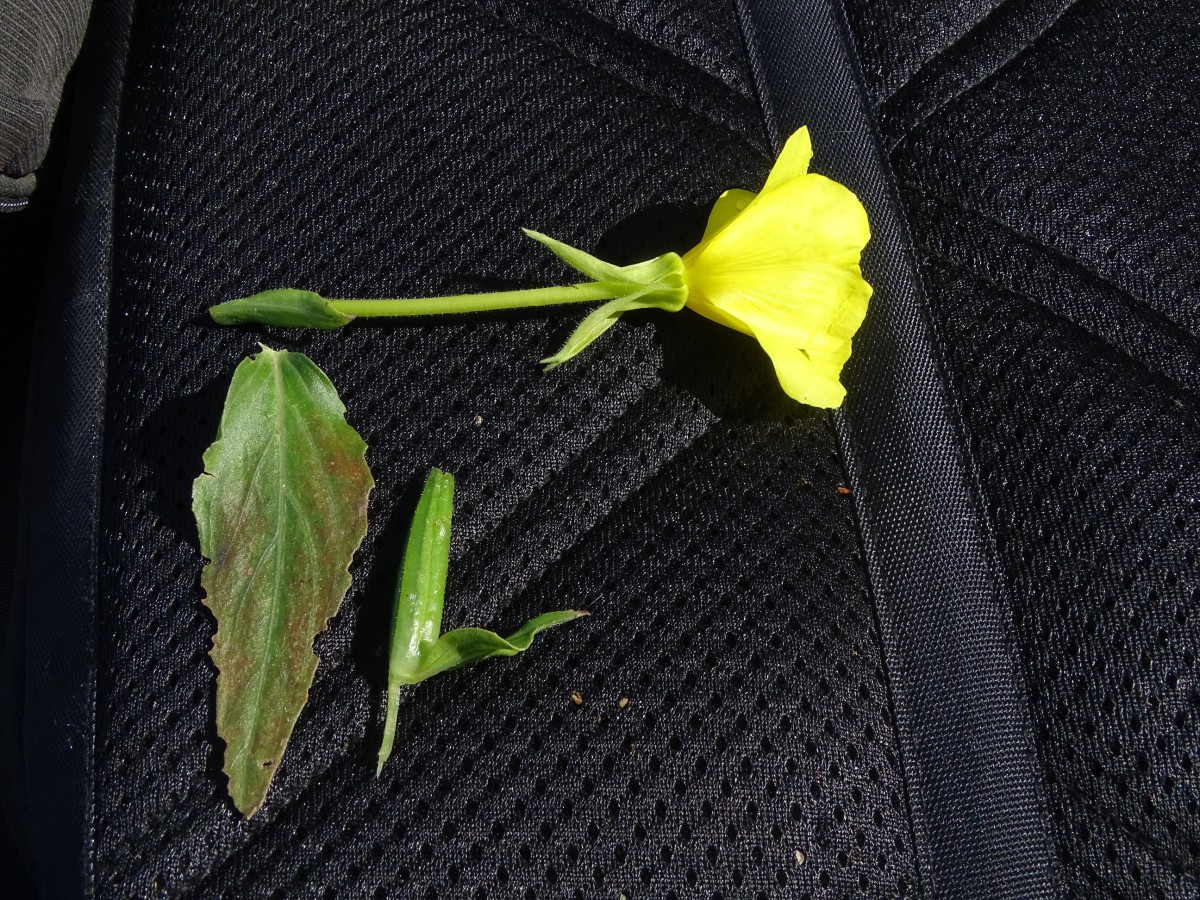 Oenothera stucchii (1).JPG