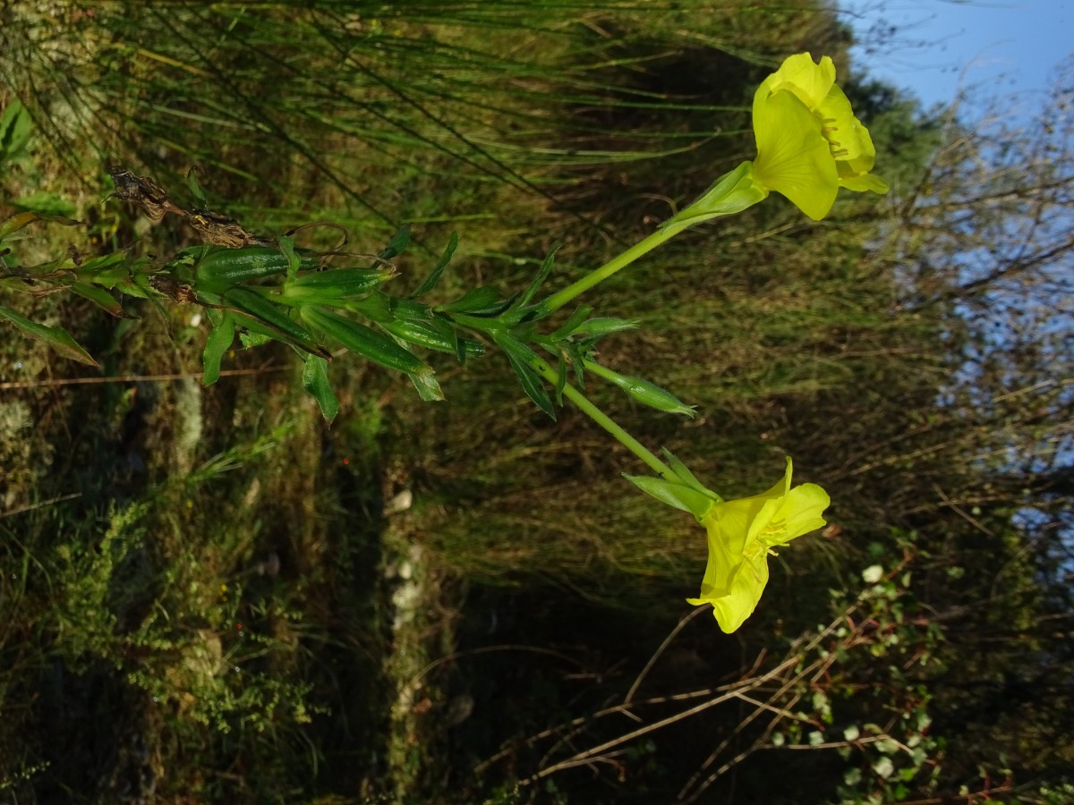 Oenothera stucchii (2).JPG