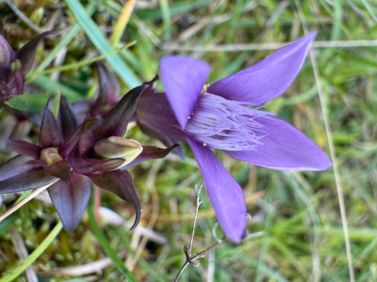gentianella ?