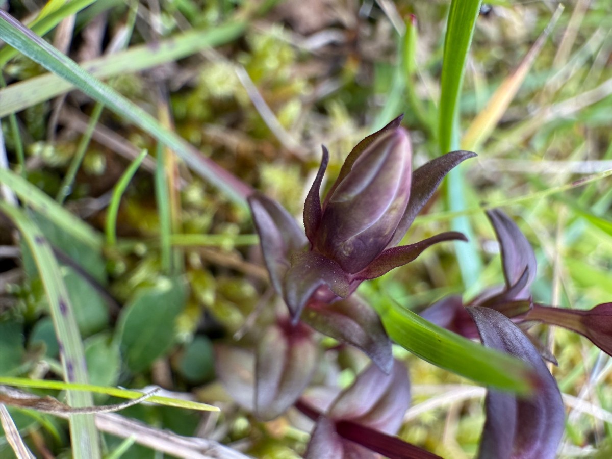 gentianella ?