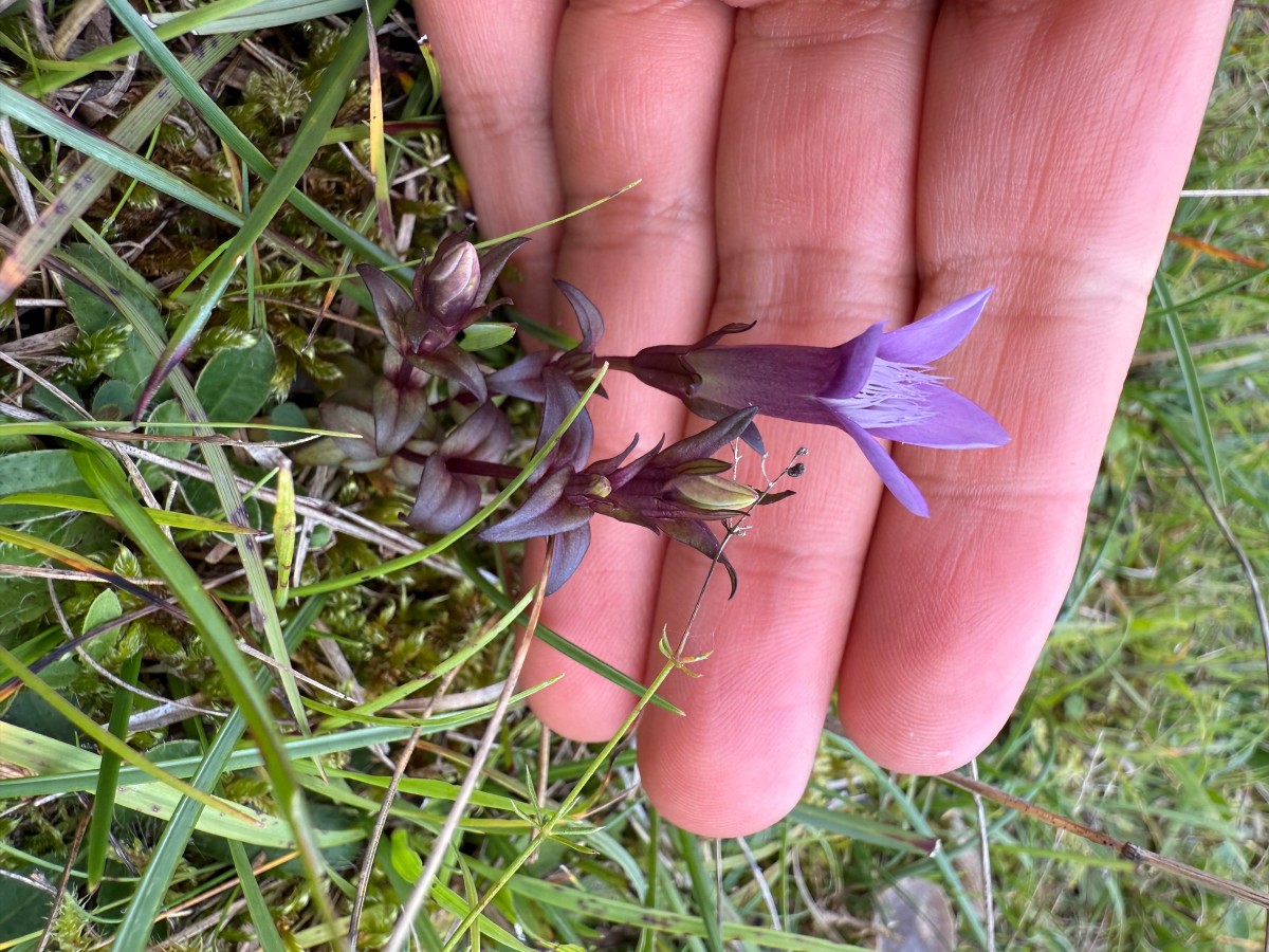 gentianella ?
