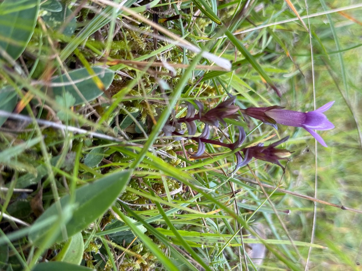 gentianella ?