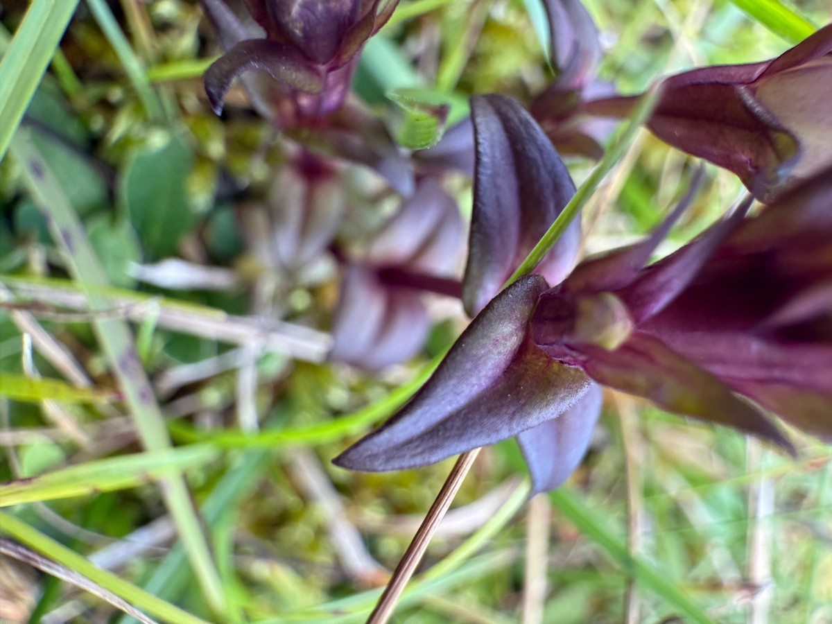 gentianella ?