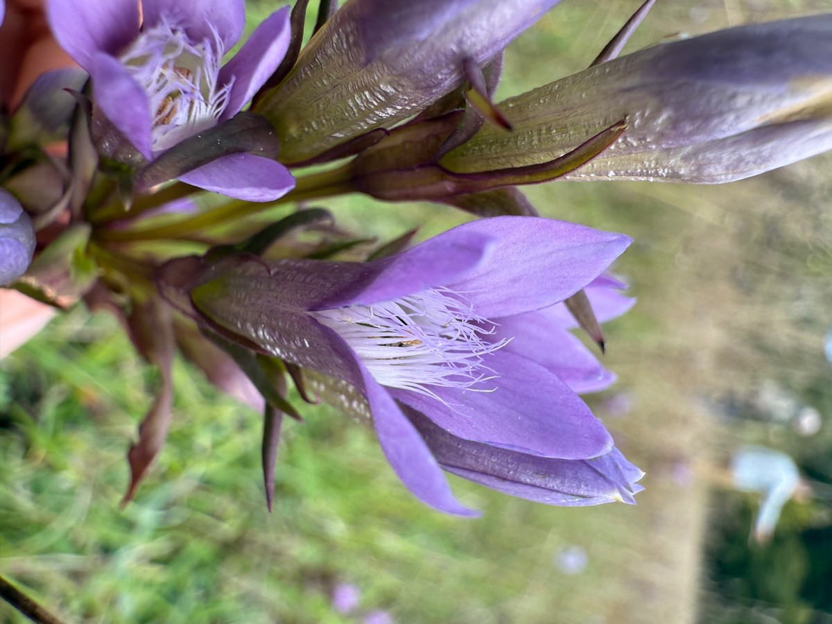 gentianella germanica