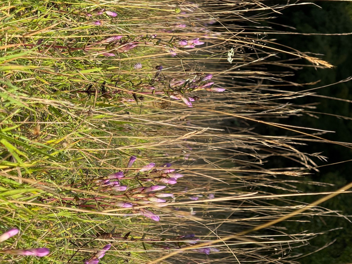 gentianella germanica