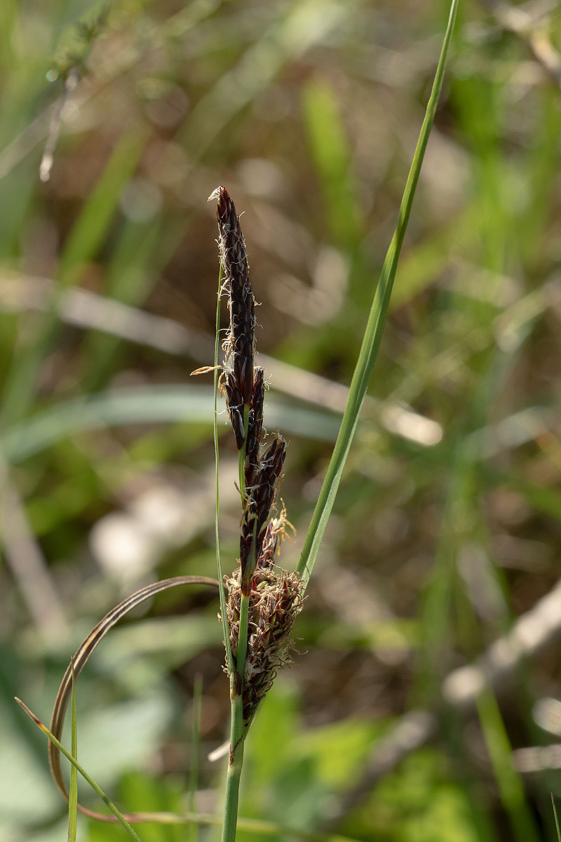 18_FRAGE_Carex flacca subsp erythrostachys_9732.jpg