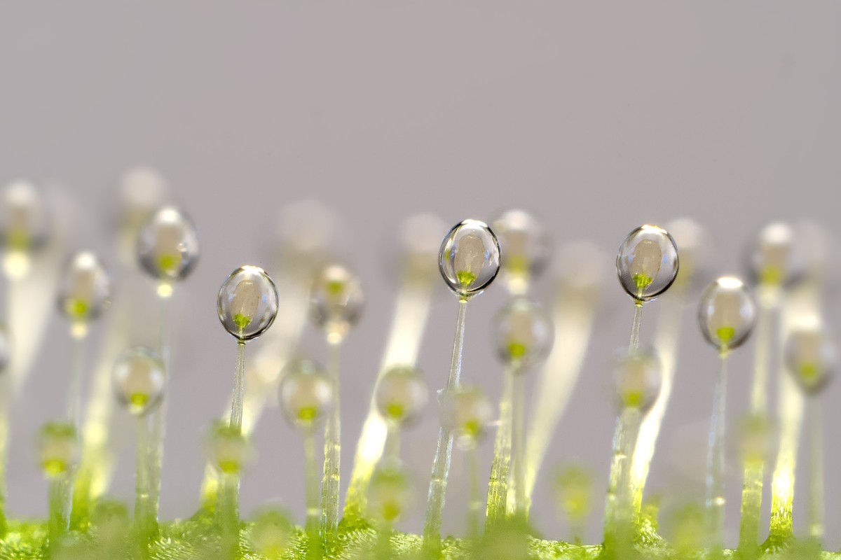 Drosera capensis - 2025.10.10.jpg