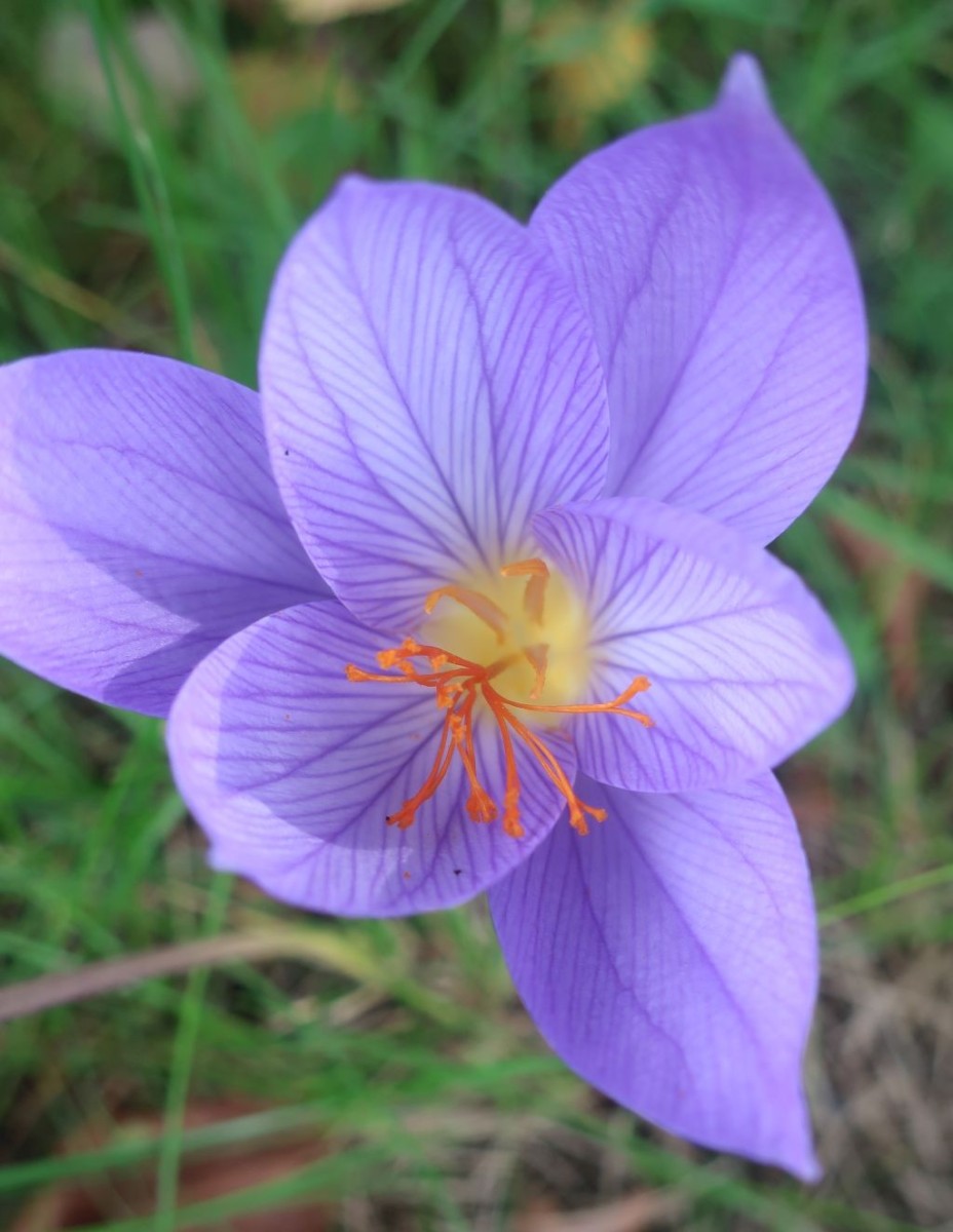 Crocus speciosus 4_Oberottmarshausen_2025-10-12.jpg