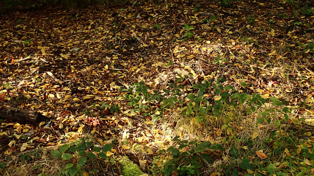 Vom Wegrand aus gesehen_10-2025.jpg (1 MiB) 1904 mal betrachtet Vom Wegrand aus gesehen_10-2025.jpg