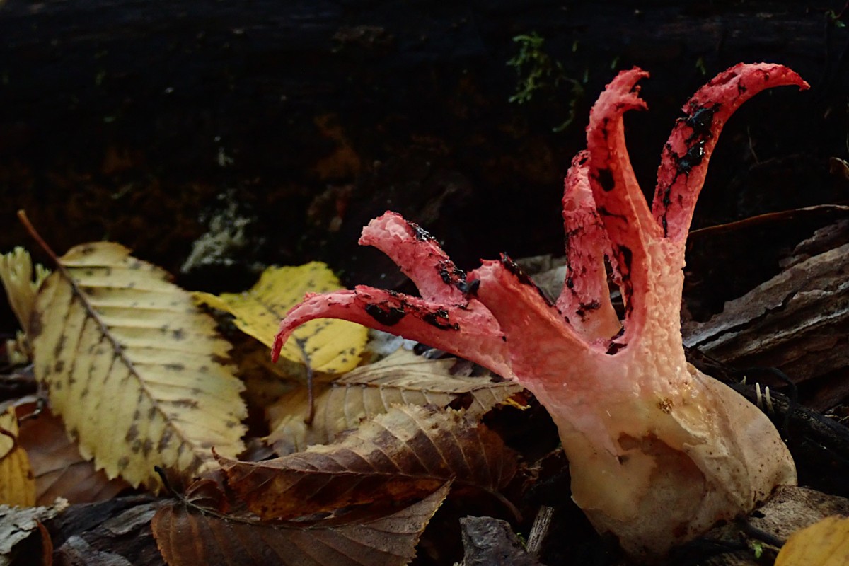 Clathrus archeri-e_10-2025.jpg (380.63 KiB) 1904 mal betrachtet Clathrus archeri-e_10-2025.jpg
