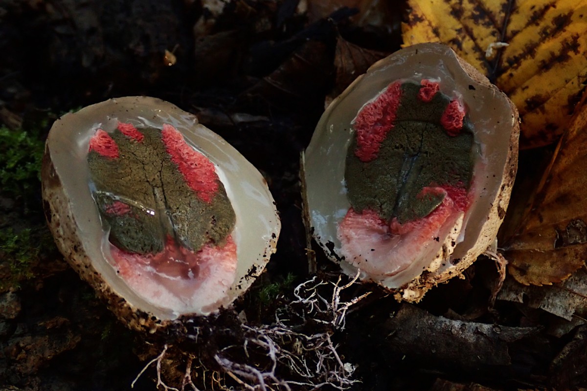 Clathrus archeri-d_10-2025.jpg (428.28 KiB) 2158 mal betrachtet Clathrus archeri-d_10-2025.jpg