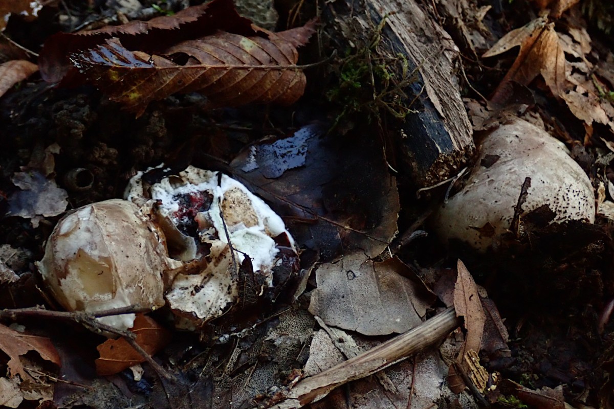 Clathrus archeri-c_10-2025.jpg (524.71 KiB) 1904 mal betrachtet Clathrus archeri-c_10-2025.jpg