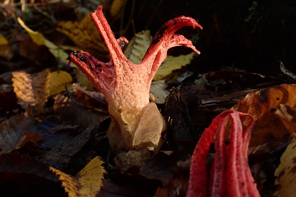 Clathrus archeri-b_10-2025.jpg (367.03 KiB) 2158 mal betrachtet Clathrus archeri-b_10-2025.jpg