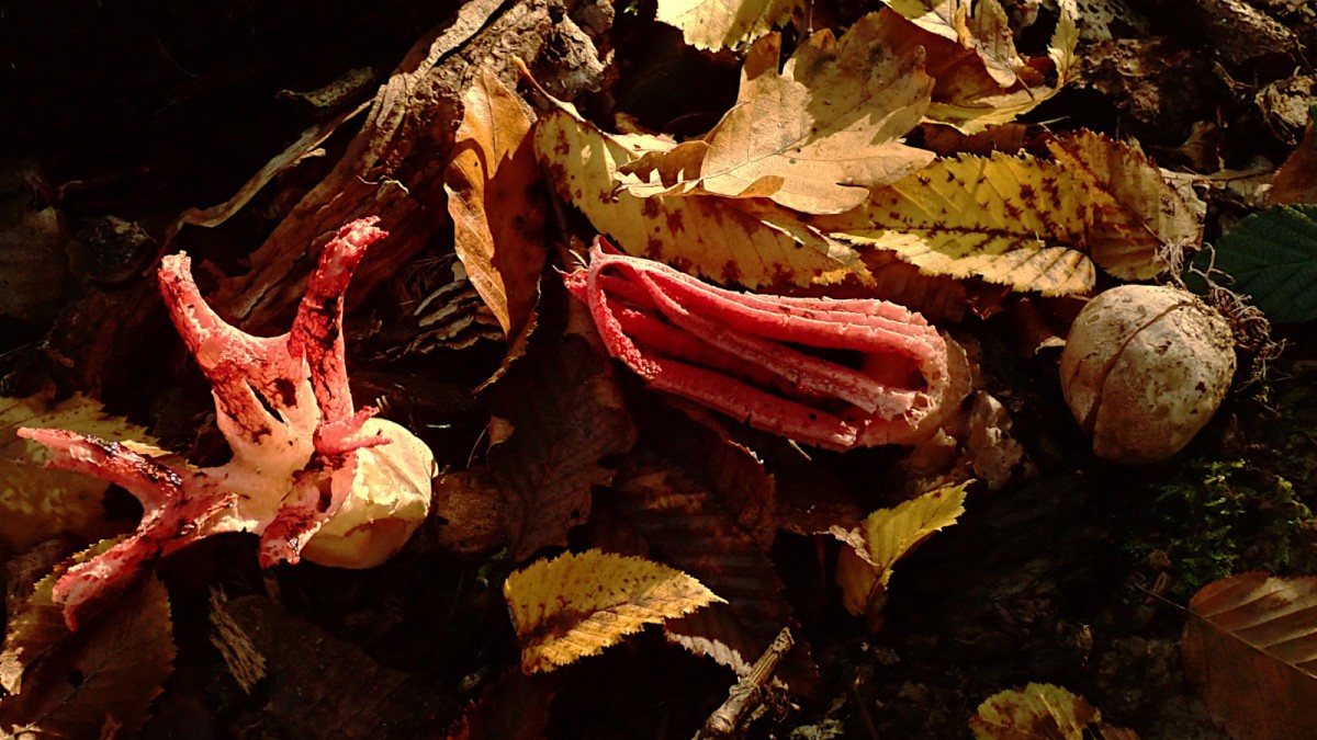 Clathrus archeri-a_10-2025.jpg (483.93 KiB) 1124 mal betrachtet Clathrus archeri-a_10-2025.jpg