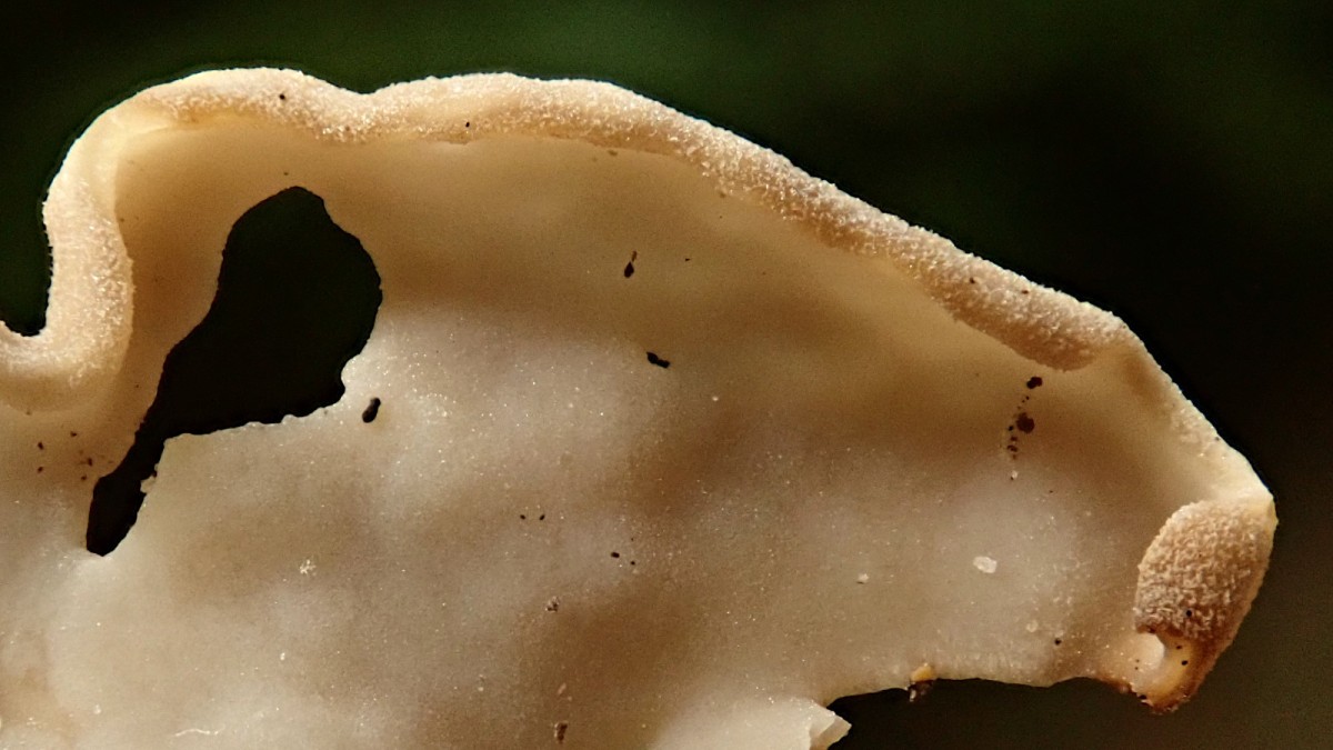 Helvella crispa - Hymenium + Rand der Außenschicht_10-2025.jpg