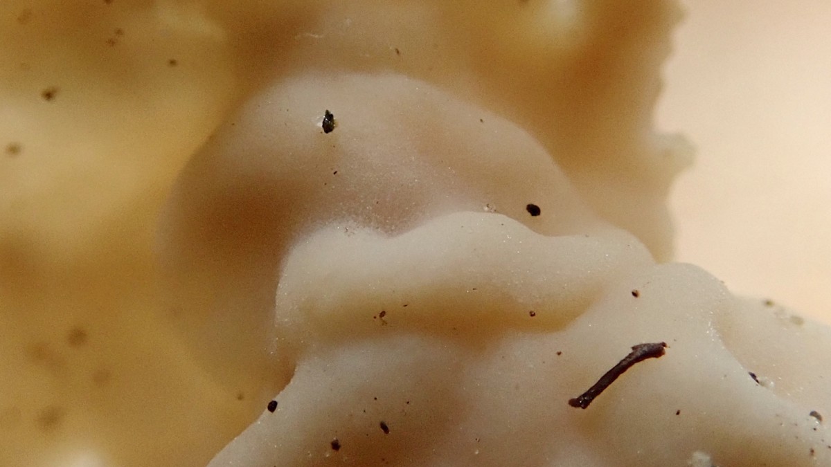 Helvella crispa - Hymenium_10-2025.jpg