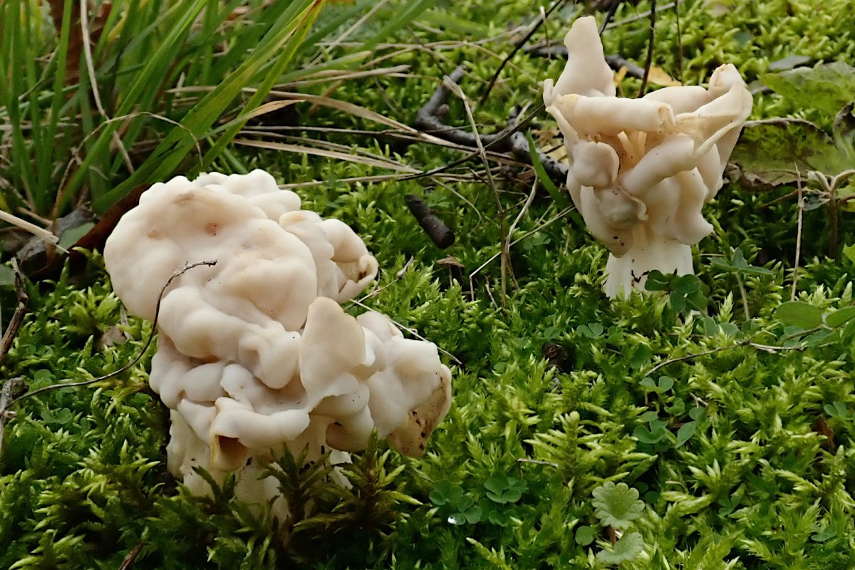 Helvella crispa Herbstlorchel_11-2022.jpg