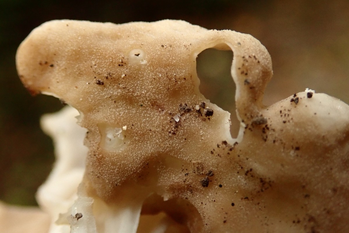 Helvella crispa- Außenschicht_10-2025.jpg