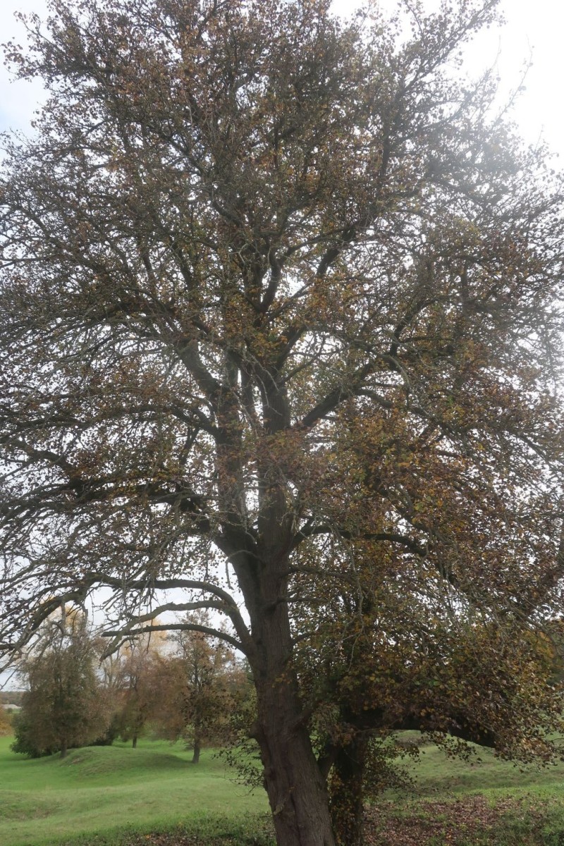 Eine mächtige Holzbirne - an deren Fuß ein regelrechtes Schlachtfest an überreifen Früchten mit zahllosen Wespen