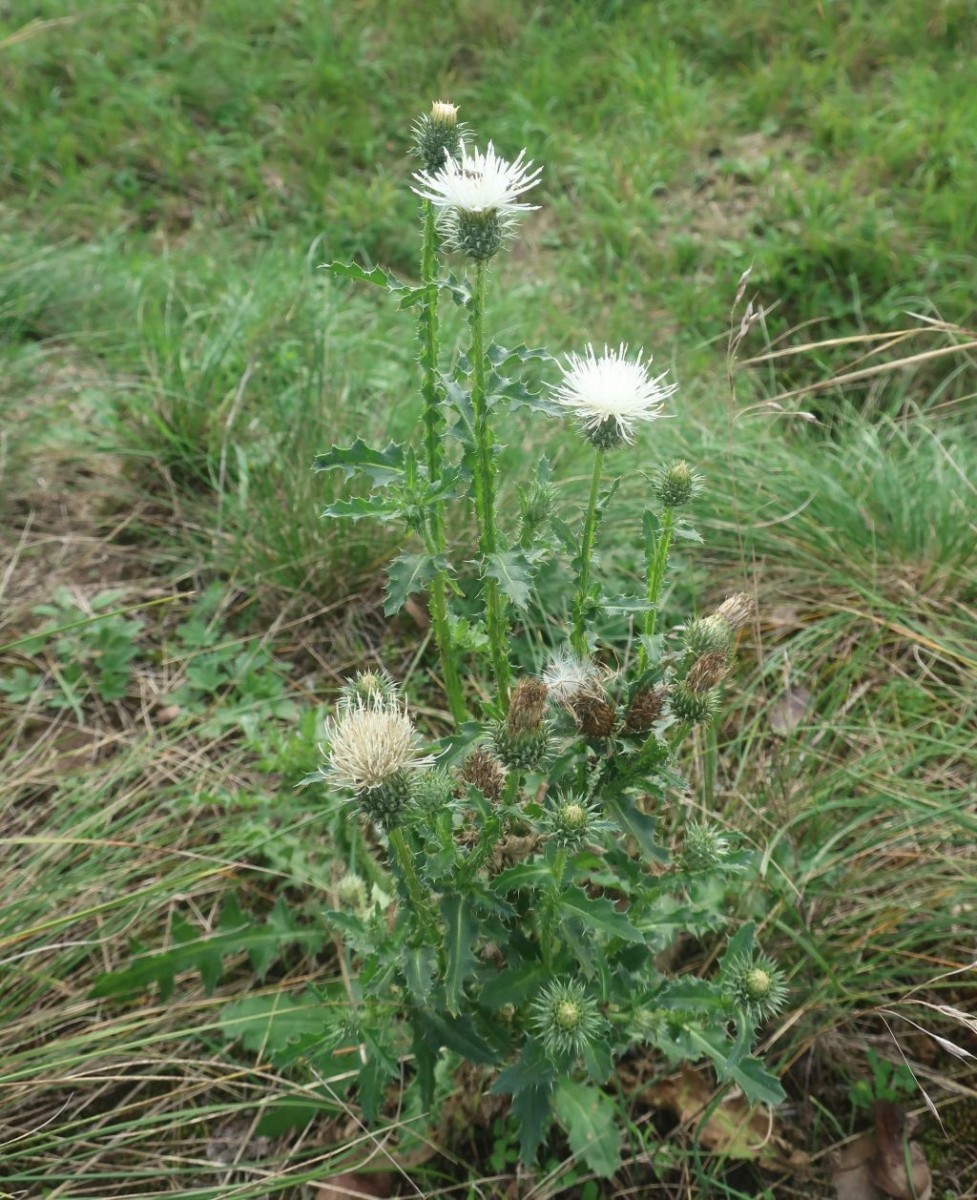 Albino einer Weg-Distel
