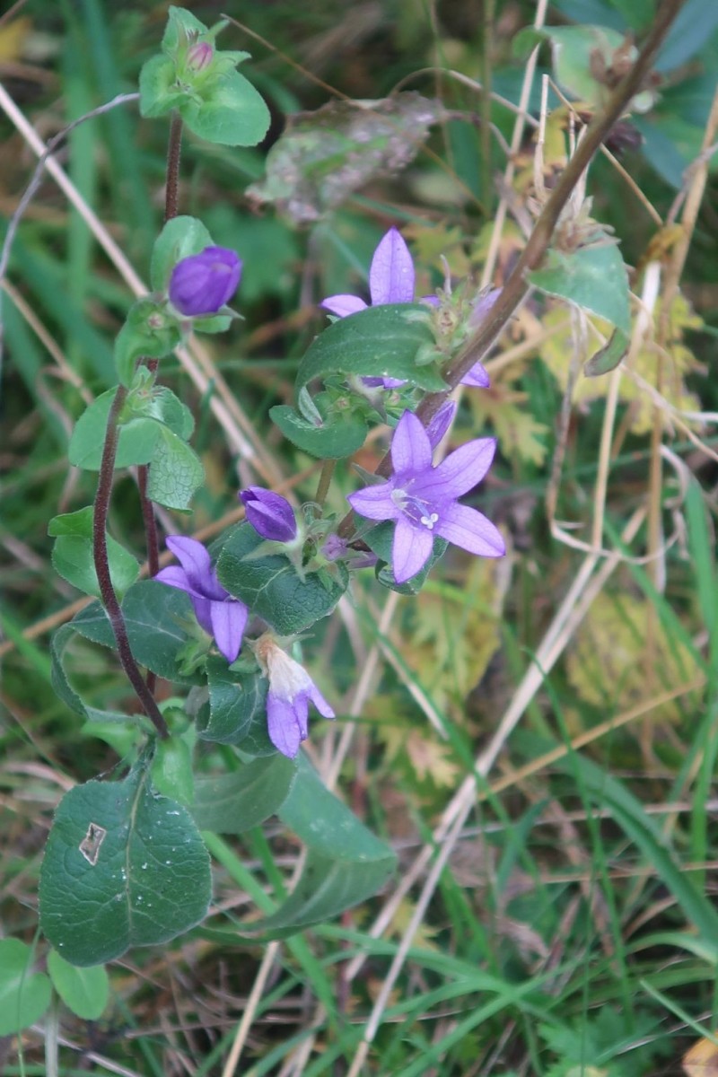 Eine letzte blühende Glockenblume