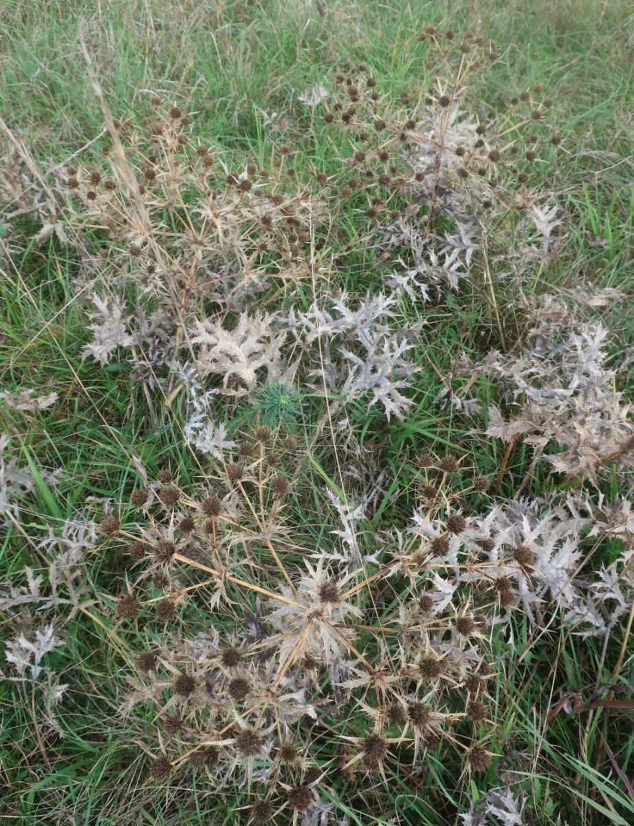 Den Feld-Mannstreu werden die Herbststürme bald über die Buckel treiben - ein richtiger Steppenläufer eben.