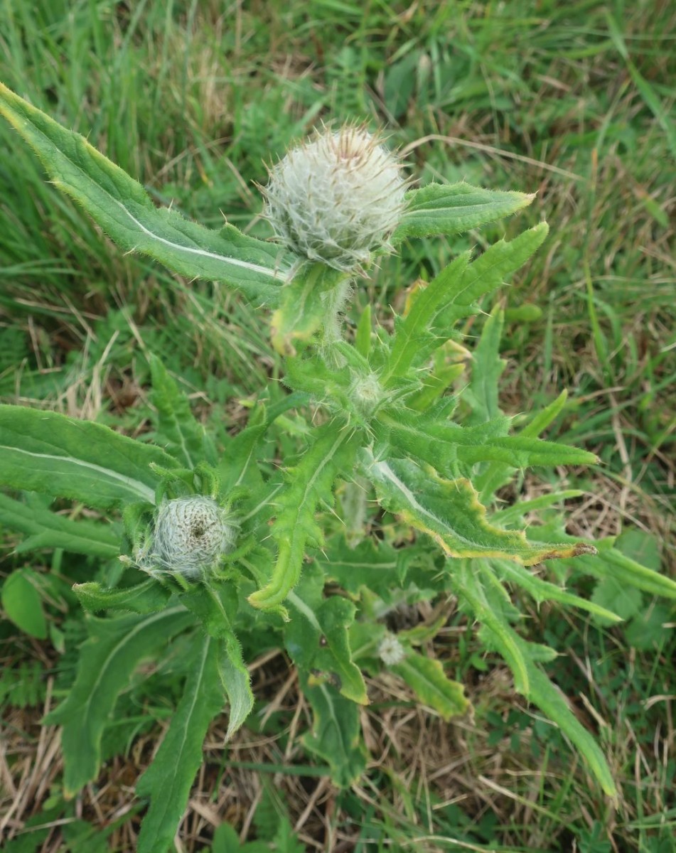 Die Wollköpfige Kratzdistel kommt vielleicht noch zur Blüte.