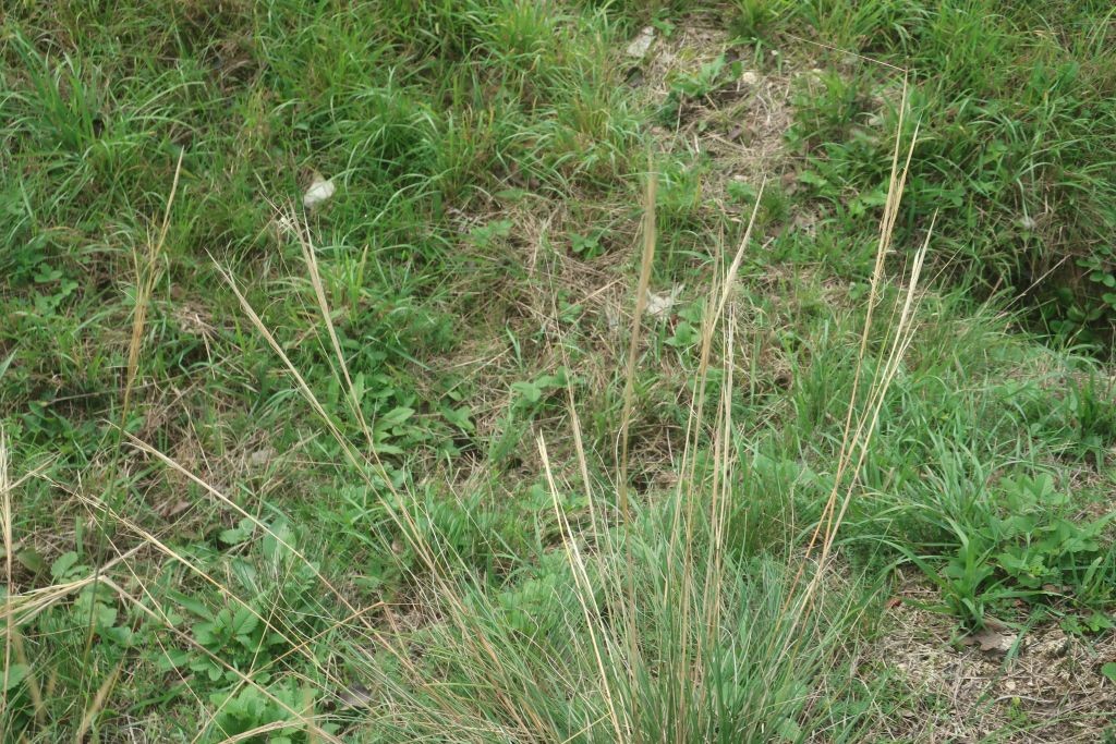 Von Stipa capillata hatten noch ein paar Exemplare am Wegrand überlebt. Stipa pennata war nicht mehr zu finden.