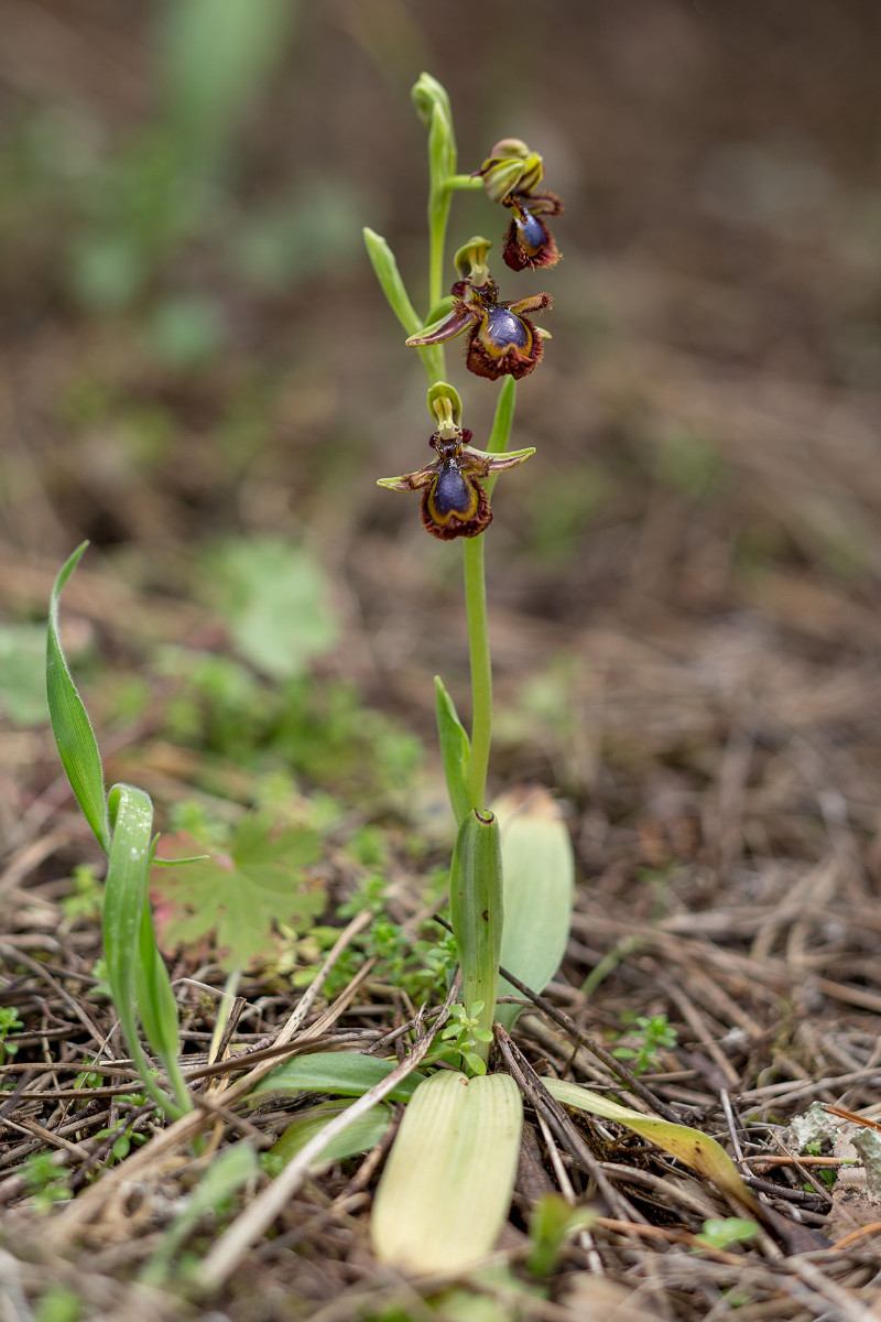 05_Ophrys speculum_4131.jpg