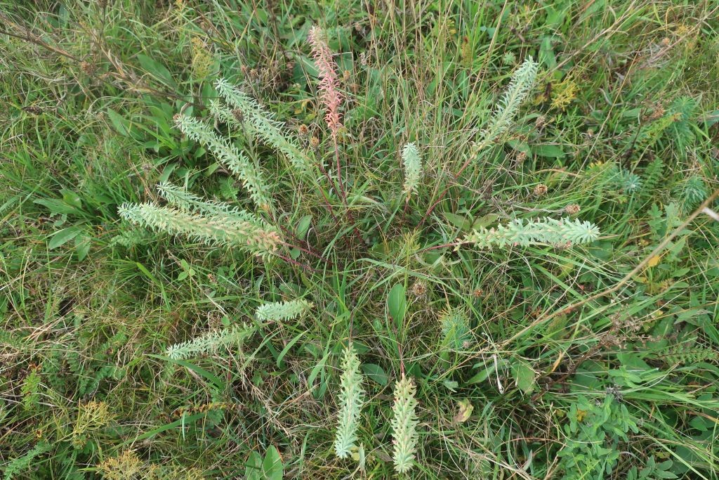 Auch für zwei Wolfsmilch-Arten ist die Fläche bekannt. Das ist aktuell von der Steppen-Wolfsmilch übrig ...