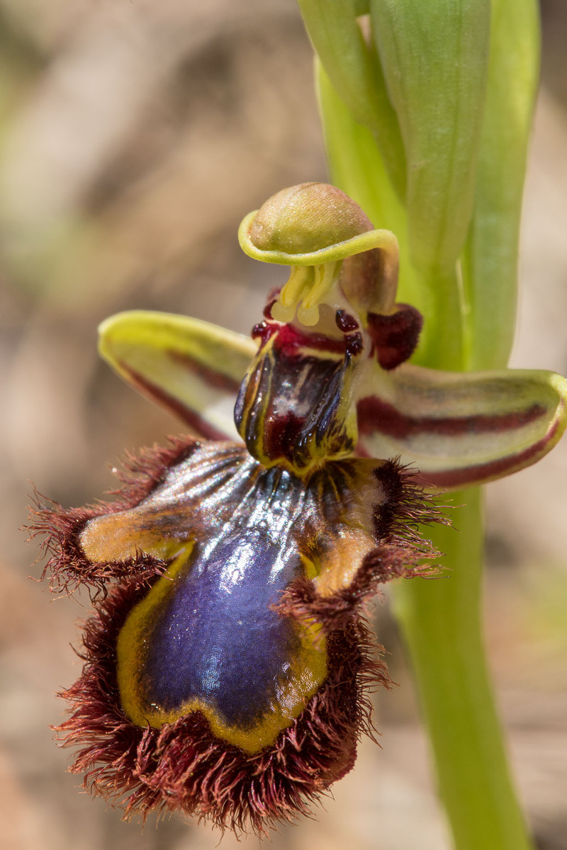 10_Ophrys speculum_9862.jpg