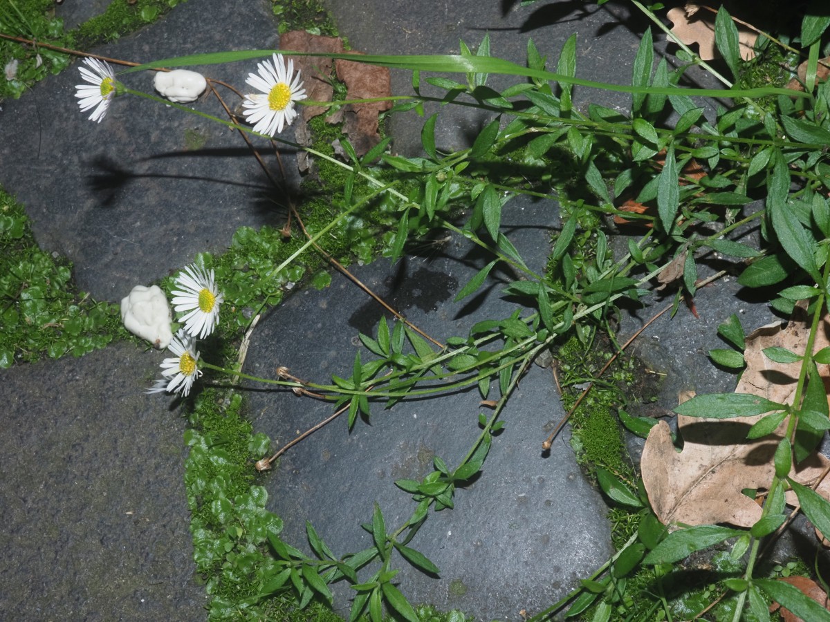 PA082534.JPG