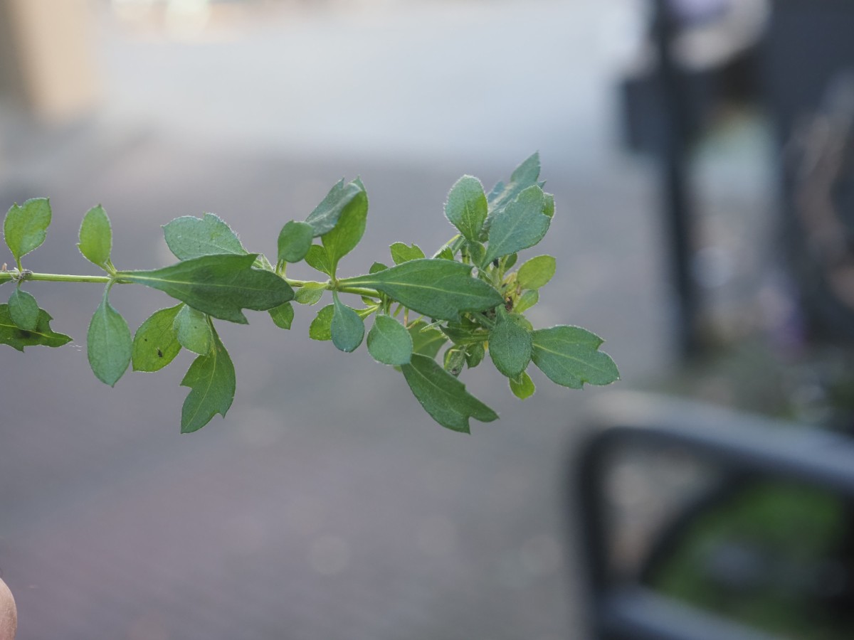 PA082536.JPG